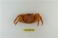 藏品(鱗形斜紋蟹)的圖片